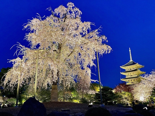 ◆◇春旅 風情を感じる京都の桜を満喫♪お花見・卒業旅行にも♪♪♪＜朝食付＞◇◆